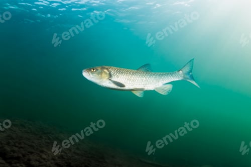 Preview: Austria, Styria, chub in Lake Grundlsee