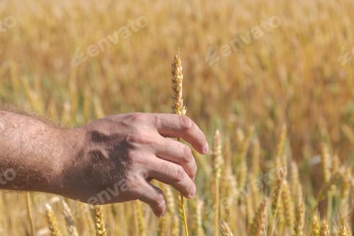 Preview: Farmer touches ear of wheat on agricultural field