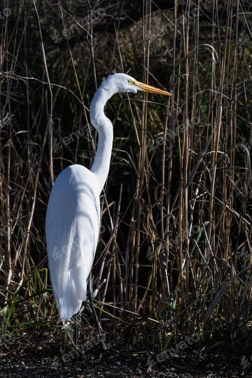 Preview: Great egret (Ardea alba)