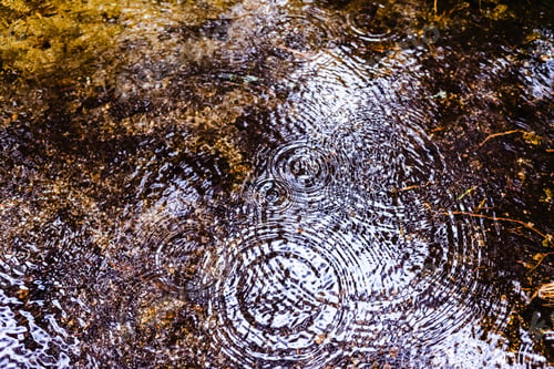 Preview: Raindrops falling on a puddle in a forest.
