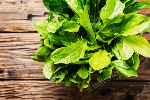 Preview: Fresh green chicory