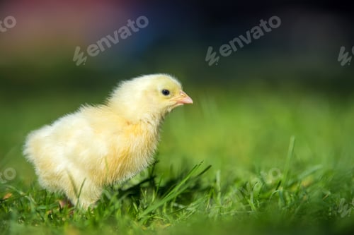 Preview: Little chicken on the grass