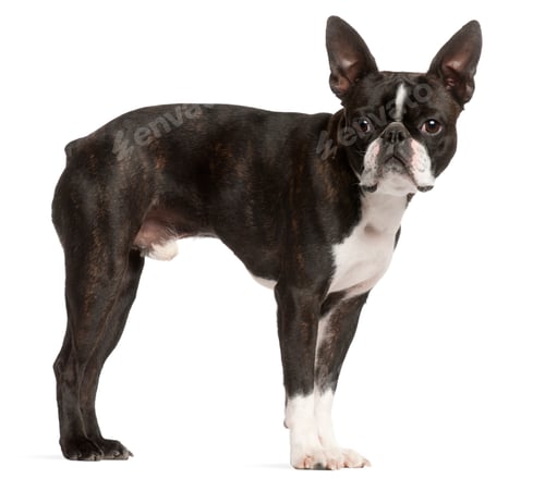 Preview: Boston Terrier, 1 year old, standing in front of white background
