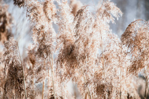 Preview: Pampas grass. Reed seeds in neutral colors on a light background. Dry reeds close up.