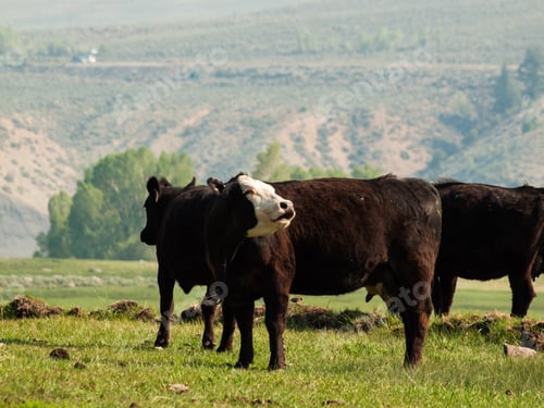 Preview: Cow