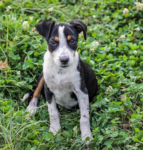 Preview: Dog breed american terrier puppy