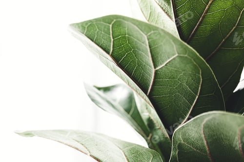Preview: Green leaves of Ficus Lyrata