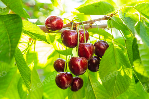 Preview: Ripe cherries on a tree branch