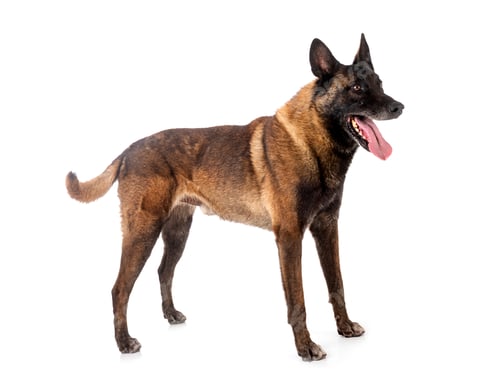Preview: malinois in studio