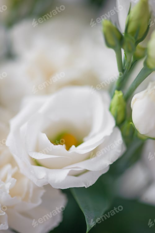 Preview: Flower white macroclose up beautiful flowers
