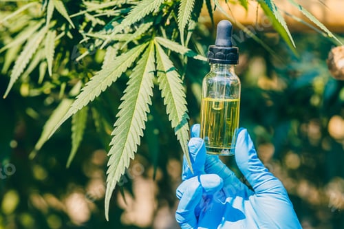Preview: Hemp Oil Extract from Sativa Cannabis Buds or Marijuana for Medical Treatment.