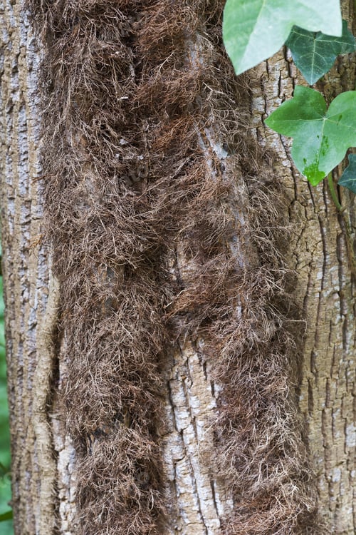 Preview: Hairy Stems Of Poison Ivy (Toxicodendron Radicans). Called Eastern Poison Ivy Also