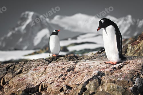 Preview: Two penguins dreaming