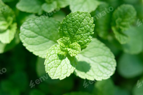 Preview: Peppermint mint twigs closeup