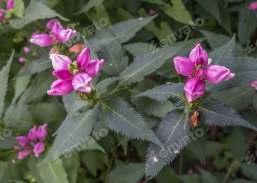 Preview: A Macro Shot Of Pink Flower Buds That Are About To Open.