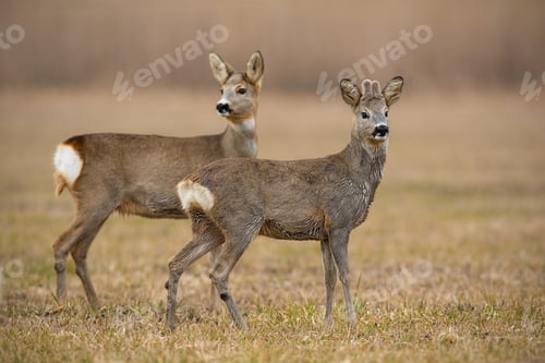 Preview: Roe deer, capreolus capreolus, in spring with dry grass blurred in background