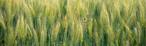 Preview: Close Up Whole Grains Real Food Growing in Farmers Field
