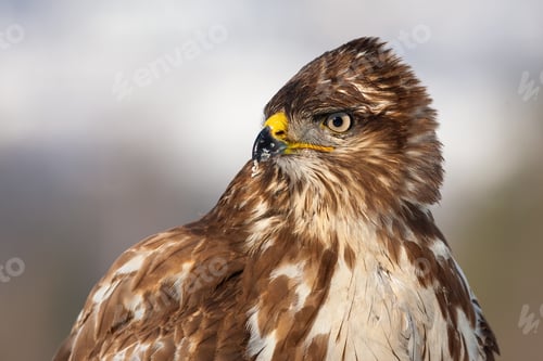 Preview: Horizontal close-up portrait of a wild common buzzard in winter