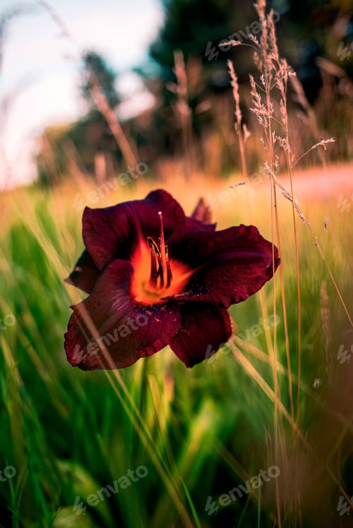 Preview: Vertical closeup shot of a beautiful purple-petaled flower on a blurred background