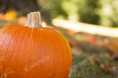 Preview: A Close Up Of A Halloween Pumpkin In The Grass