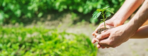 Preview: A child with his father plant a nursery garden. Selective focus.