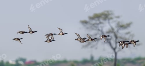 Preview: Baer's Pochard in flying