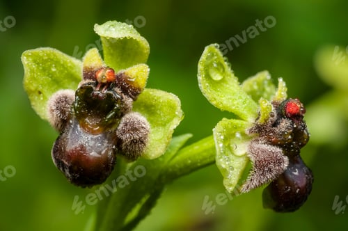 Preview: Closeup of bumblebee orchid