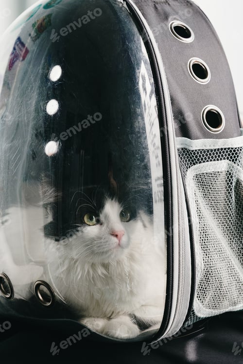 Preview: One calm cat sits in a backpack in a veterinary clinic.