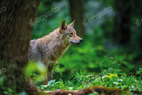 Preview: Wolf in summer forest. Wildlife scene from nature. Wild animal in the natural habitat