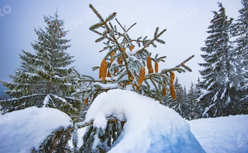 Preview: Beautiful winter forest landscape with small fir