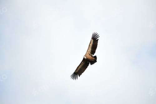 Preview: Low angle shot of a brown vulture flying through a clear sky