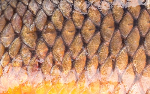 Preview: Background of giant fish