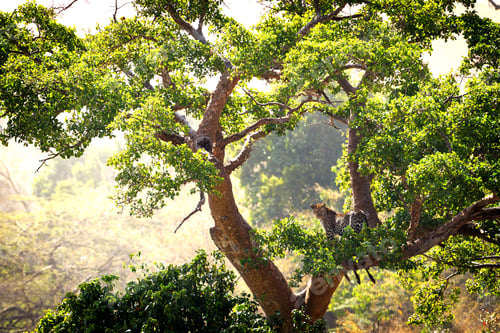 Preview: Leopard in a tree in Kenya