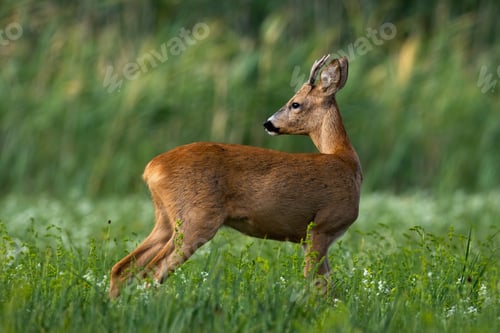 Preview: Elegant roe deer buck looking back over shoulder on green meadow in summer
