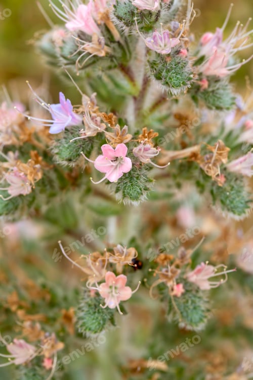Preview: Wild plant, scientific name; Echium italicum