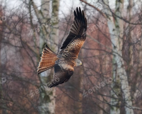 Preview: Red kite (Milvus milvus)