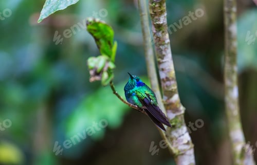 Preview: Kolibri