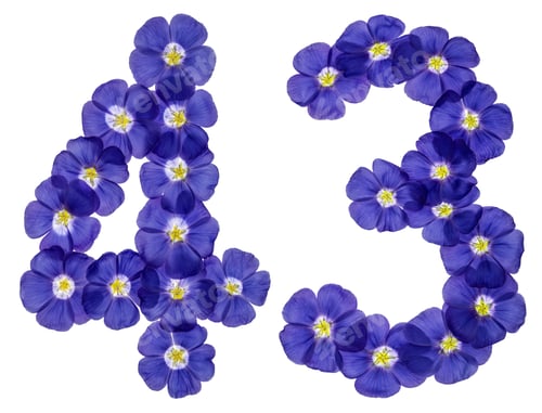 Preview: Arabic numeral 43, forty three, from blue flowers of flax, isolated on white background
