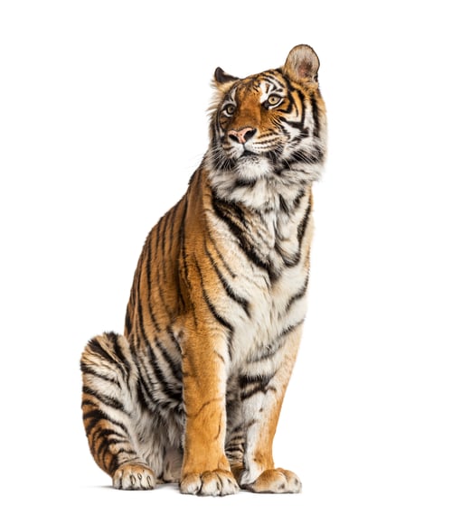 Preview: Tiger isolated