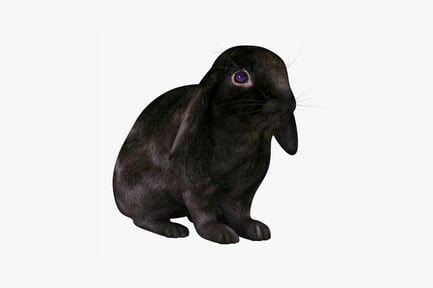 Preview: Black rabbit in profile view