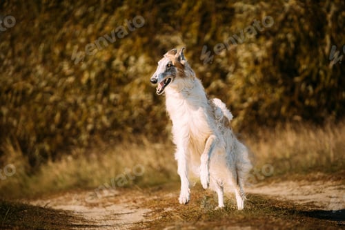 Preview: Russian Dog, Borzoi Dog Playfully Jumping On Walk. Fast Russian Hunting Sighthound. Russkaya Psovaya