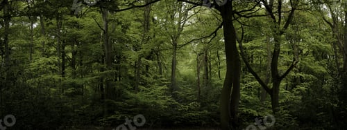 Preview: Panoramic shot of a beautiful dense green forest with a tall trees