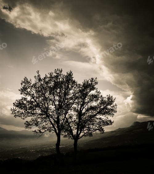 Preview: Two trees before a storm