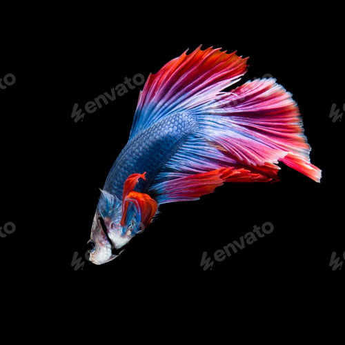 Preview: betta fish on black