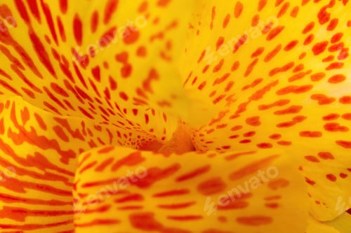 Preview: Yellow Achira cana indica flower macro photo background