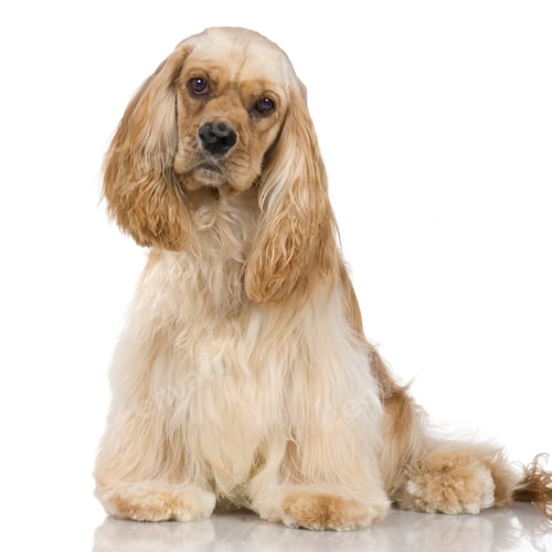 Preview: American Cocker Spaniel (1 year)