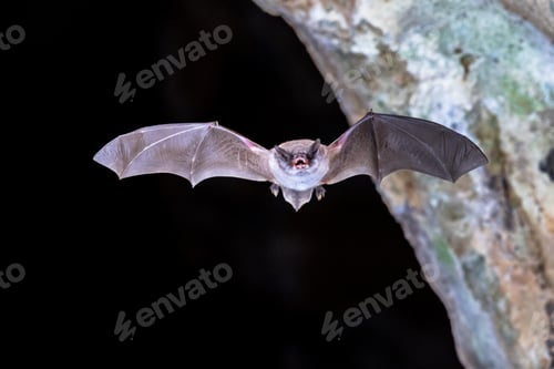 Preview: Long-fingered bat flying from cave