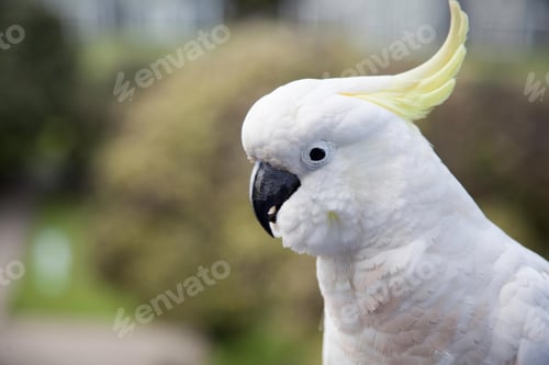Preview: bird, cockatoo, pet, parrotsss