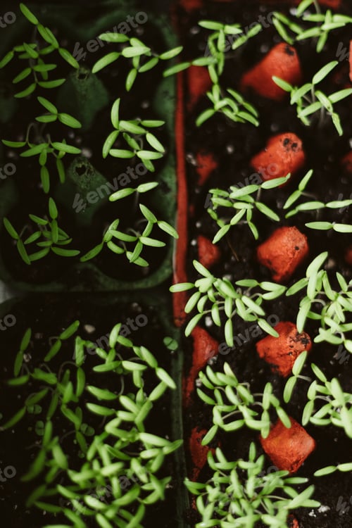 Preview: Cute little tomato seedlings growing in a pot of compost in spring