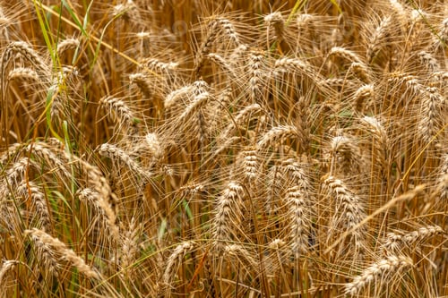 Preview: Detail of straw grains next to the straw barn in French Brittany in the summer of July